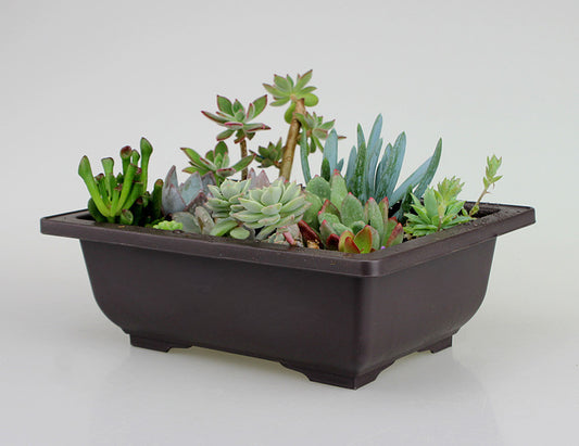 Maceta Plástica Vintage para Plantas y Jardín