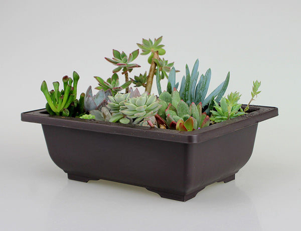 Maceta Plástica Vintage para Plantas y Jardín