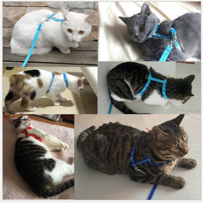 Arnés de Paseo para Gatos con Correa de Seguridad - Image 3