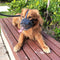 Bozal Ajustable para Perros con Correas Suaves - Protección Segura Anti-mordidas