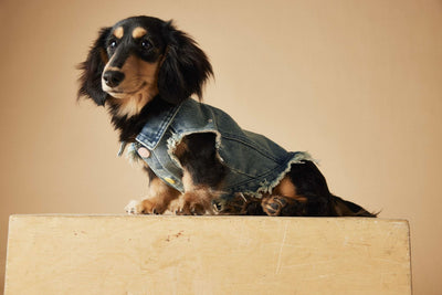 Chaleco Denim sin Mangas con Bordado Schnauzer Maltés Teddy - Image 38