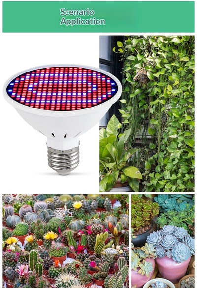 Luz de Crecimiento LED Espectro Rojo-Azul 126/200/300 Diodos para Plantas - Image 17