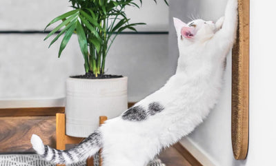 Rascador de Pared para Gatos con Sisal y Cáñamo - Image 4