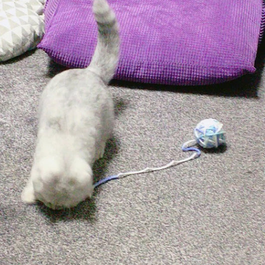 Juguete Interactivo para Gatos - Vara con Bola de Estambre - Image 20