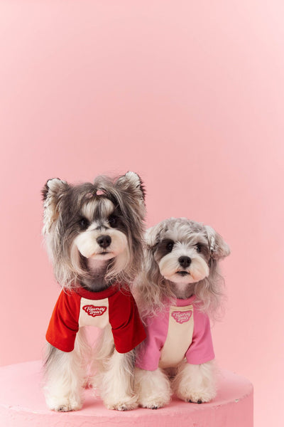 Ropa de Verano para Perros con Contraste de Colores - Image 18
