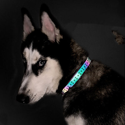 Correa para perro reflectante holográfica - Image 5