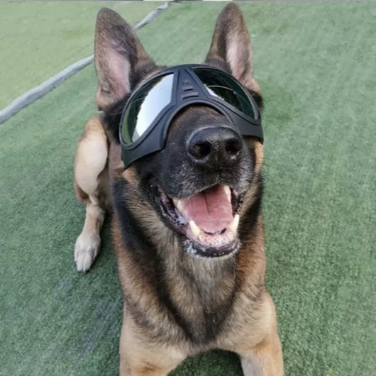 Gafas de Sol Grandes para Perros - Image 3