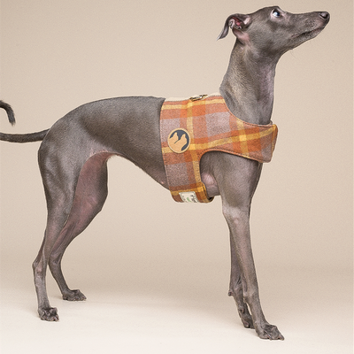 Arnés Chaleco para Perros Pequeños con Correa Integrada - Image 3