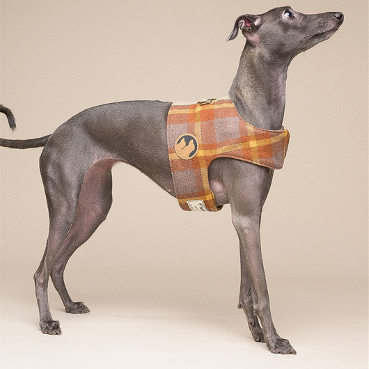 Arnés Chaleco para Perros Pequeños con Correa Integrada - Image 3