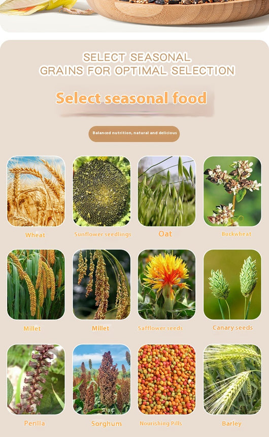 Alimento Premium para Loros y Aves Exóticas - Fórmula Xuanfeng - Image 6