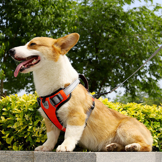 Arnés Chaleco para Perro con Cuerda de Sostén Manual - Image 3