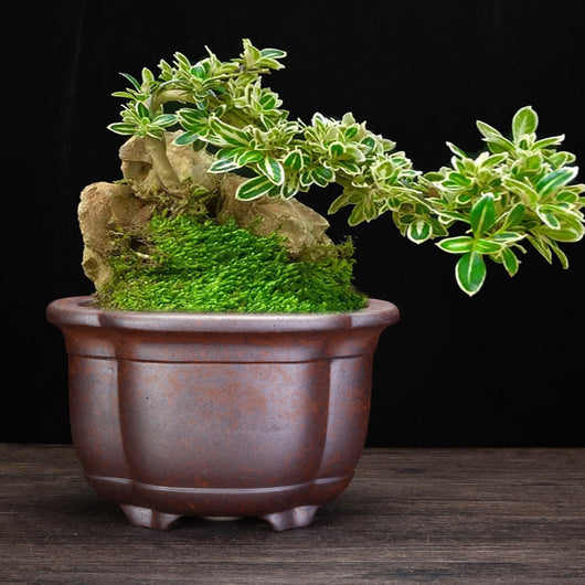 Maceta Orquídea Yixing Cerámica Púrpura - Diseño Minimalista para el Hogar - Image 3