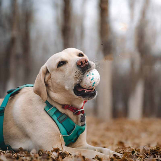 Pelota Masticable Resistente para Perros - Juguete ETPU Duradero - Image 2