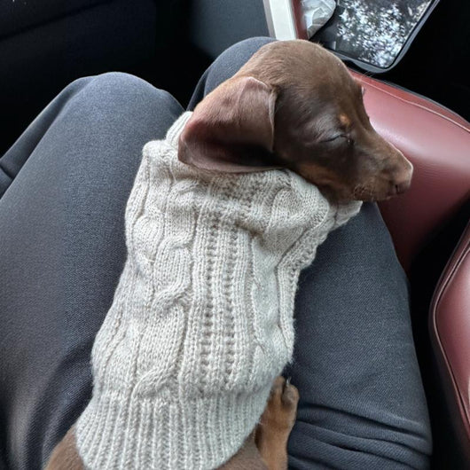 Ropa de Abrigo para Mascotas - Colección Otoño Invierno