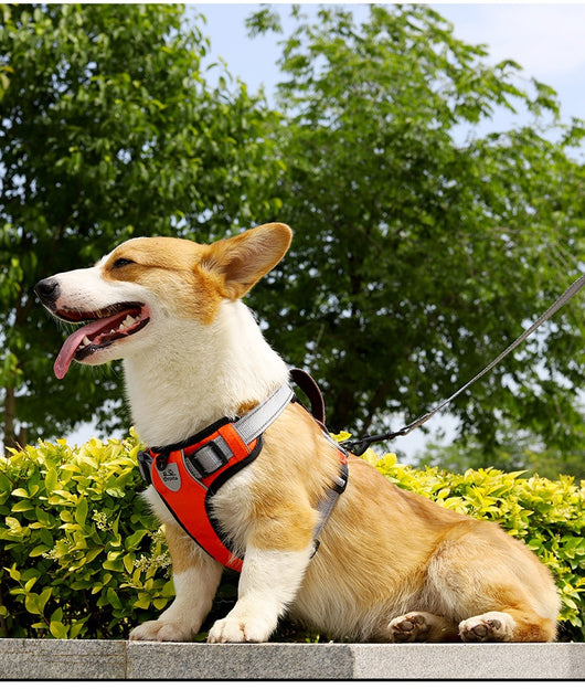 Arnés Chaleco para Perro con Cuerda de Sostén Manual - Image 29