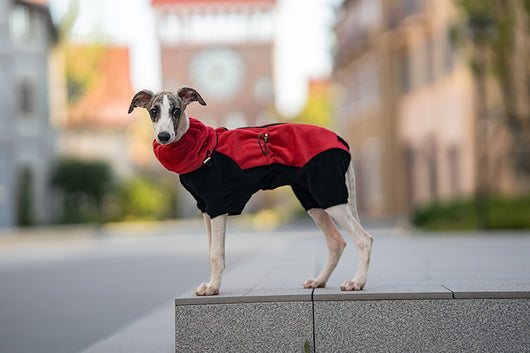 Abrigo Térmico para Mascotas con Cuello Desmontable Resistente al Viento - Image 17