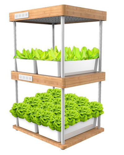 Acelerador de Crecimiento Natural para Plantas de Bambú - Image 10