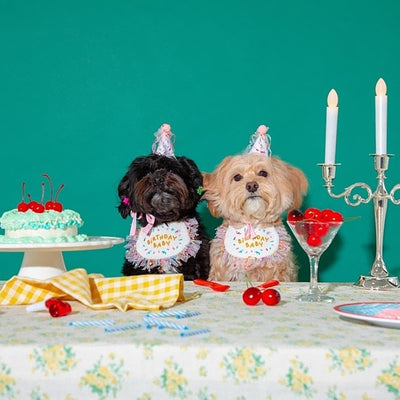 Bandana Fiesta para Perros - Pañuelo Triangular Cumpleaños Bichón - Image 10