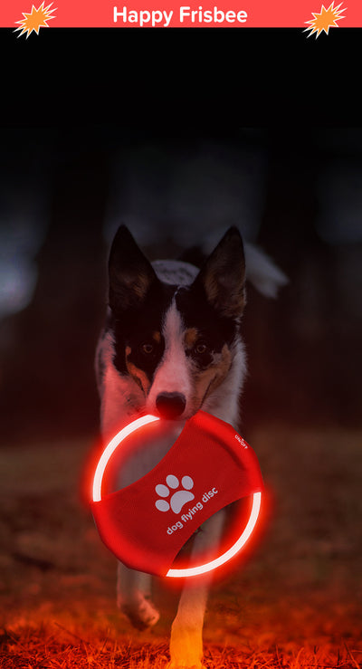 Red LED light-up dog flying disc with a white paw print logo and "dog flying disc" text. - Image 11