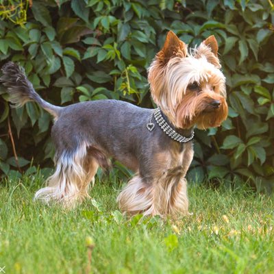 Collar de Strass para Mascotas con Cadena de Corazones - Perros y Gatos - Image 16