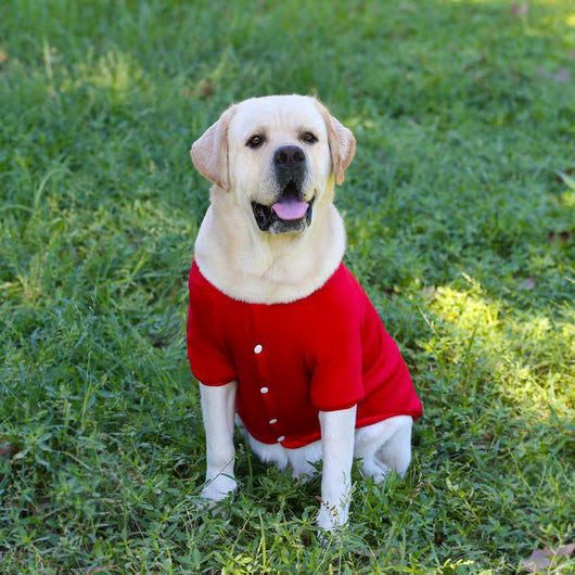 Sudadera Térmica para Perros Medianos y Grandes - Image 14