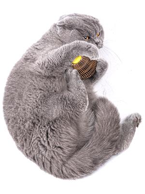 Pelota de Catnip Rellenable para Gatos - Juguete Interactivo Antiaburrimiento - Image 15