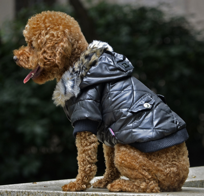 Abrigo para Perros Otoño-Invierno con Cuello de Piel - Ropa Térmica Importada - Image 13