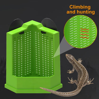 Comedero Esquinero para Dragón Barbudo con Ventosas - Alimentador de Pared para Terrario - Image 10