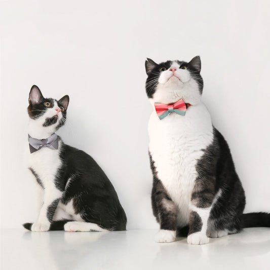 Collar con Moño para Gatos