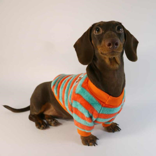 Sudadera Casual para Perros y Gatos - Image 11