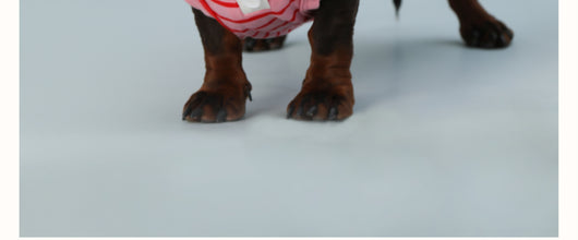 Chaleco sin Mangas para Perro Pequeño Rayas Rojo - Image 12