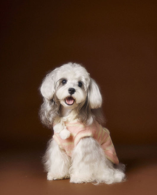 Suéter Acogedor de Galleta Felt para Mascotas - Otoño e Invierno - Image 10