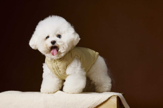 Chaleco Acolchado sin Mangas con Capucha - Diseño Adorable de Schnauzer y Bichón - Image 13
