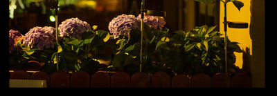 Luces Solares Decorativas para Jardín con Toma de Corriente - Image 31