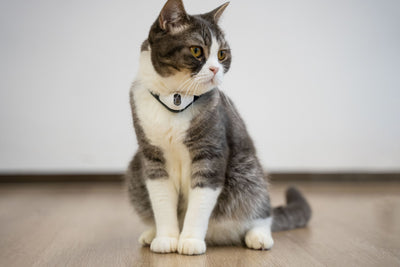 Juguete Láser Interactivo para Gatos - Image 18