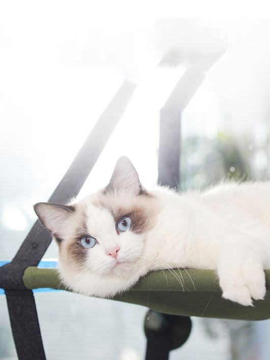 Hamaca para Gatos para Ventana con Ventosas de Succión - Image 9