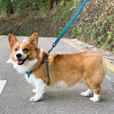 Chaleco Arnés para Perro Corgi - Cuerda Ajustable Bichón Shiba Inu - Image 13