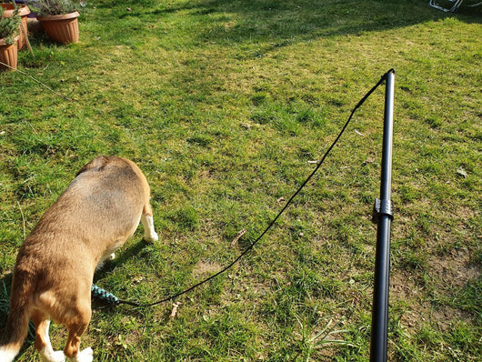 Telescopic dog teasing rod toy with black foam grip and multiple colorful rope attachments, including a carrying bag. - Image 26