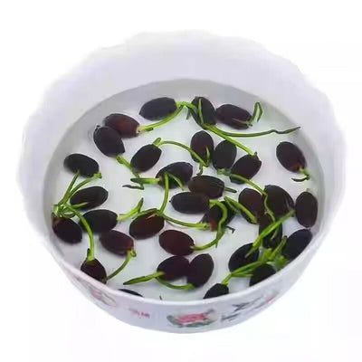 Kit Completo de Plantas Acuáticas para Pecera - Image 6
