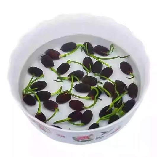 Kit Completo de Plantas Acuáticas para Pecera - Image 6