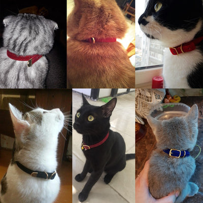 Collar para Gato Premium - Image 9