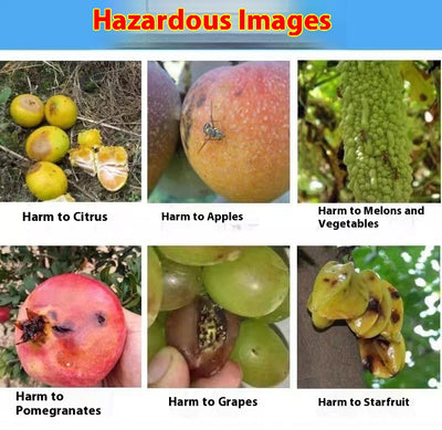 Bola Adhesiva Atrapamoscas de la Fruta Aroma Naranja - Image 13
