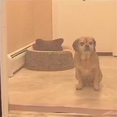 Valla Portátil Plegable para Mascotas - Barrera de Contención - Image 4