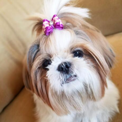 Accesorios para el Cabello de Mascotas con Moño Floral - Image 8