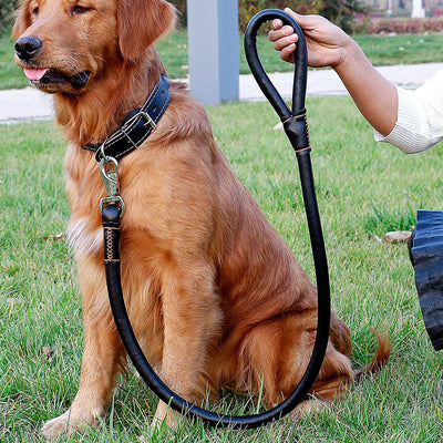 Juego de Correa de Tracción y Paseo para Perros - Image 11