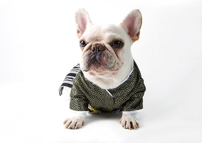 Disfraz de Guerrero Samurái para Perros - Estilo Kimono Japonés - Image 17