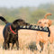 Palo de Entrenamiento Resistente para Perros - Hemp Bite Stick Molar Fine
