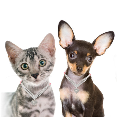 Collar y Correa de Moda para Perros y Gatos - Image 10