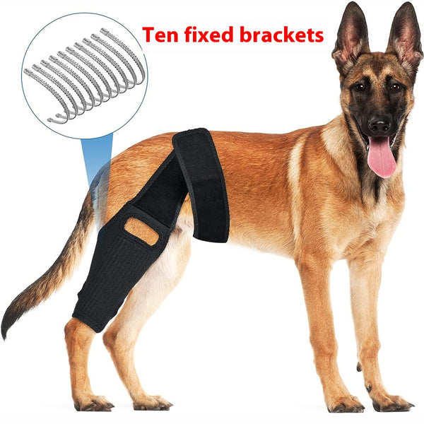 Golden retriever dog wearing a black neoprene rehabilitation training belt on its hind leg for tear protection.