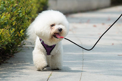 Arnés Reflectante Transpirable para Pasear Perros con Cuerda de Tracción - Image 10